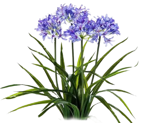 agapanthe bleue removebg preview (1) copie